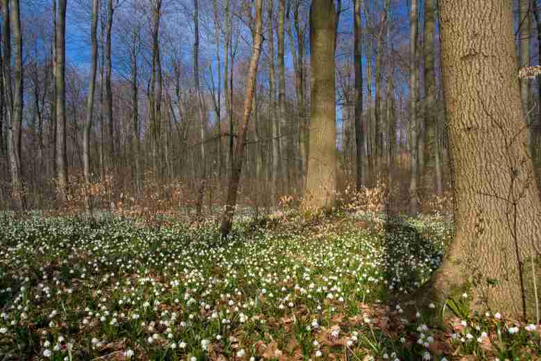 Рядом с подснежниками на лесных полянах можно часто встретить внешне похожего на него собрата - белоцвет весенний
