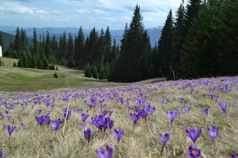 Эти цветы в период их цветения можно встретить на склонах Карпатских гор, а вот в селе Колочава на территории музея «Старое село», они ежегодно застилают нежно фиолетовым покрывалом территорию скансена